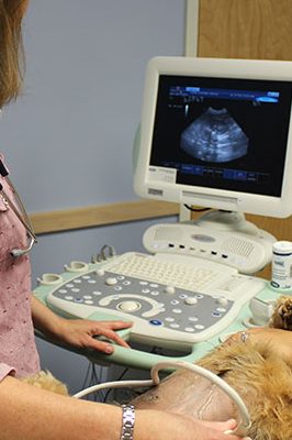 dog ultrasound e1748212745777