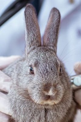 rabbit vet e1748213052905