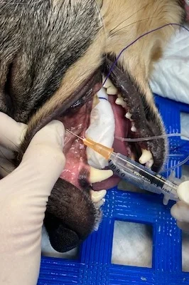 vet dentistry e1748212830631