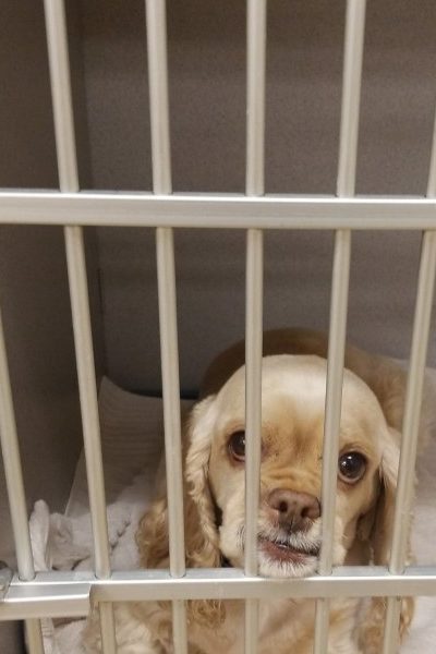 vet hospitalization3 e1748212462565