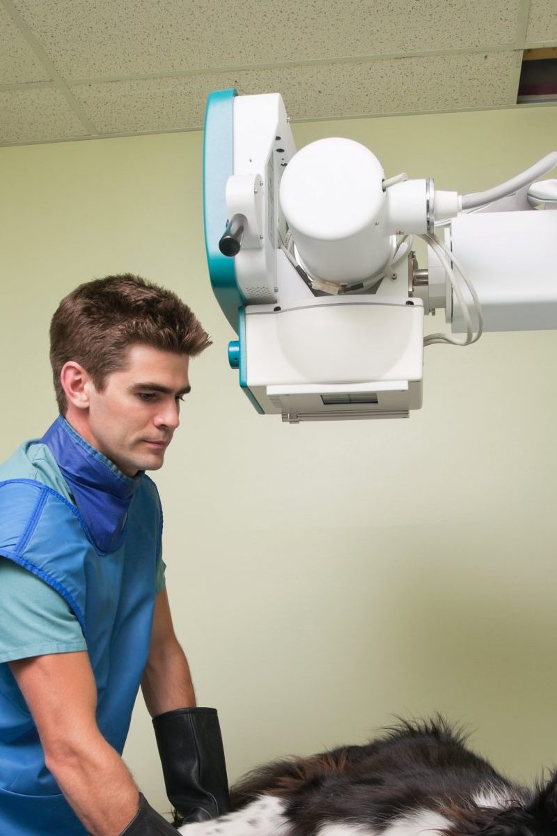 vet radiology e1748212374325