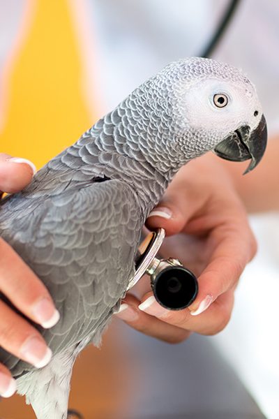veterinarian with bird stethoscope e1748212917323