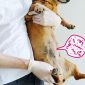 veterinarian holding dog with parasites 85x85