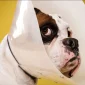 OHE surgery in dog 85x85