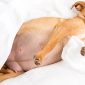 small brown pregnant female dog 85x85