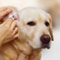 dog ear cleaning 85x85