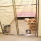 services_boarding dog cat shiraz 85x85