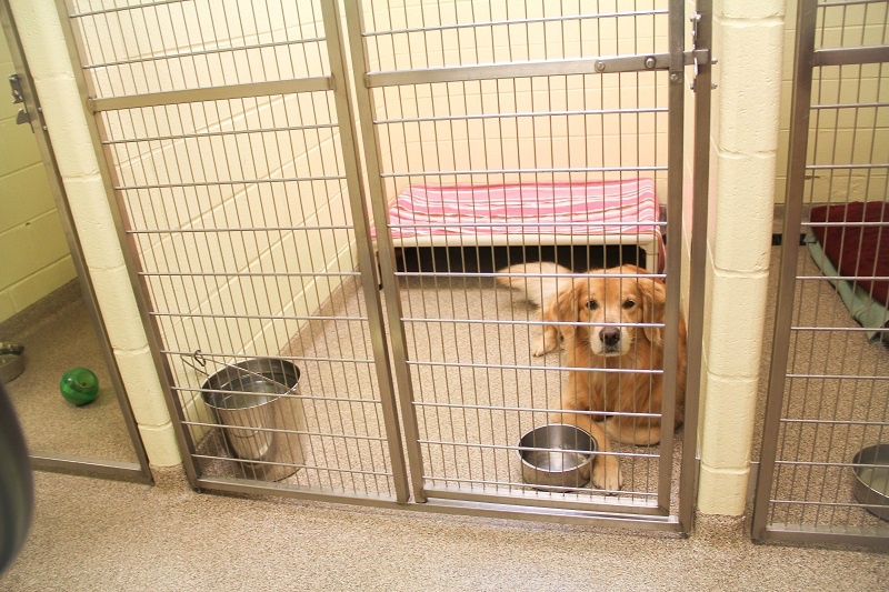 services_boarding dog cat shiraz